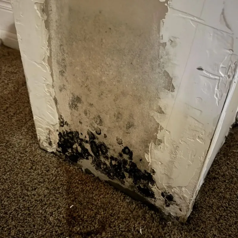 Professional Mold Removal in Seabrook, TX